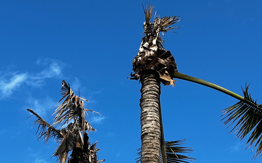 Dead Coconut Palm Trees