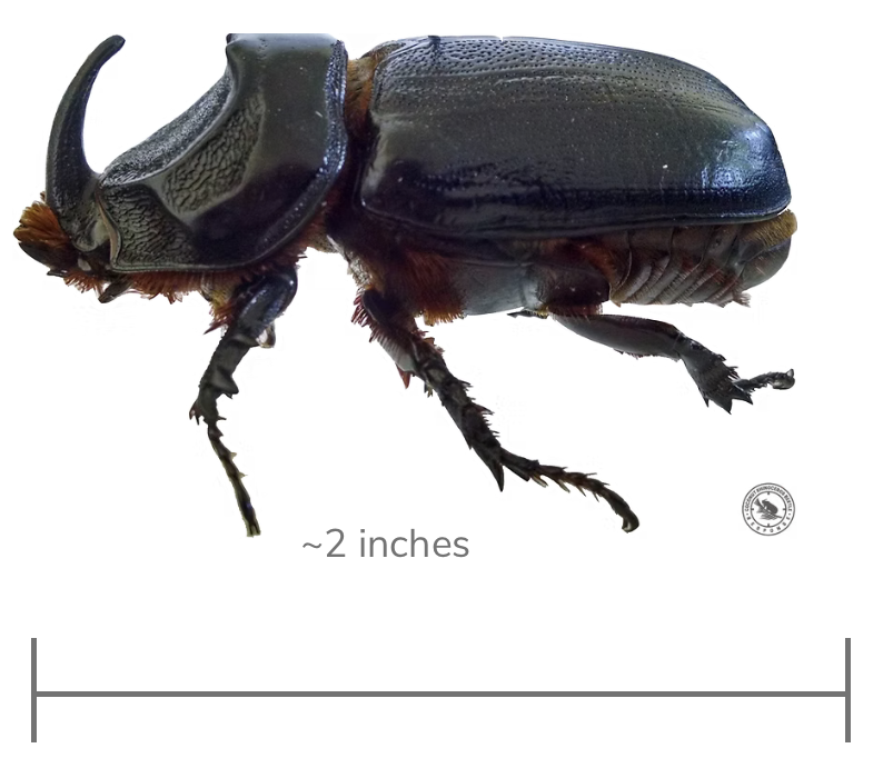 Adult CRB beetle