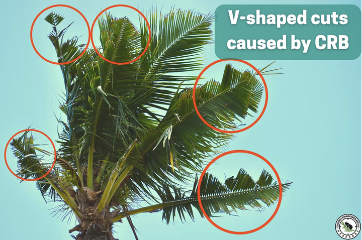 CRB damage example 1