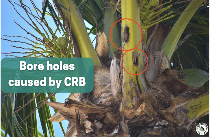 CRB damage example 2