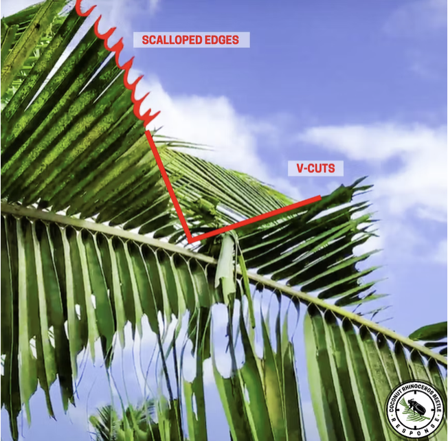 CRB damage example 3