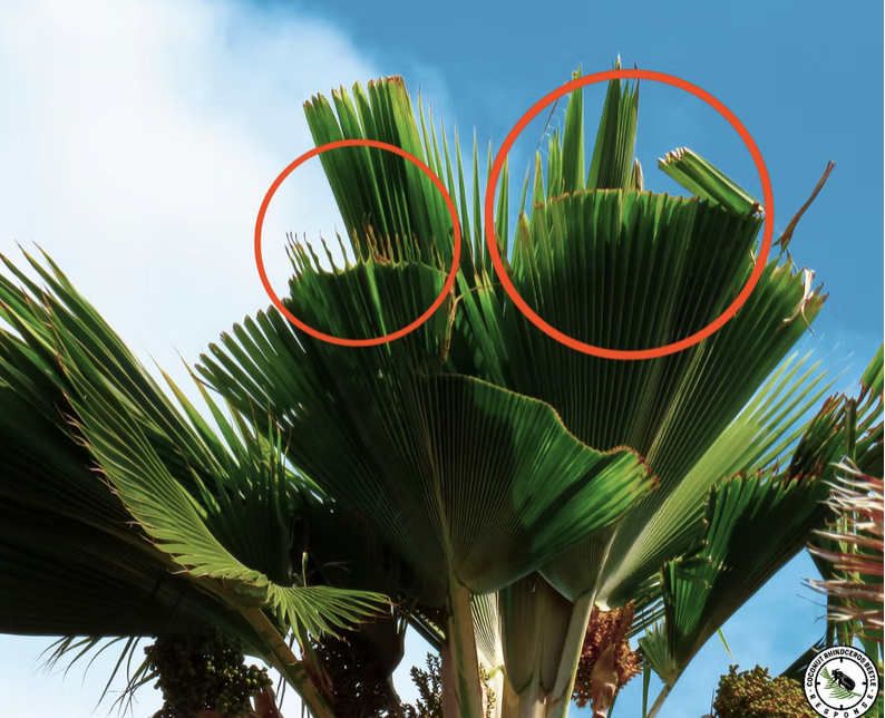 CRB damage example 4