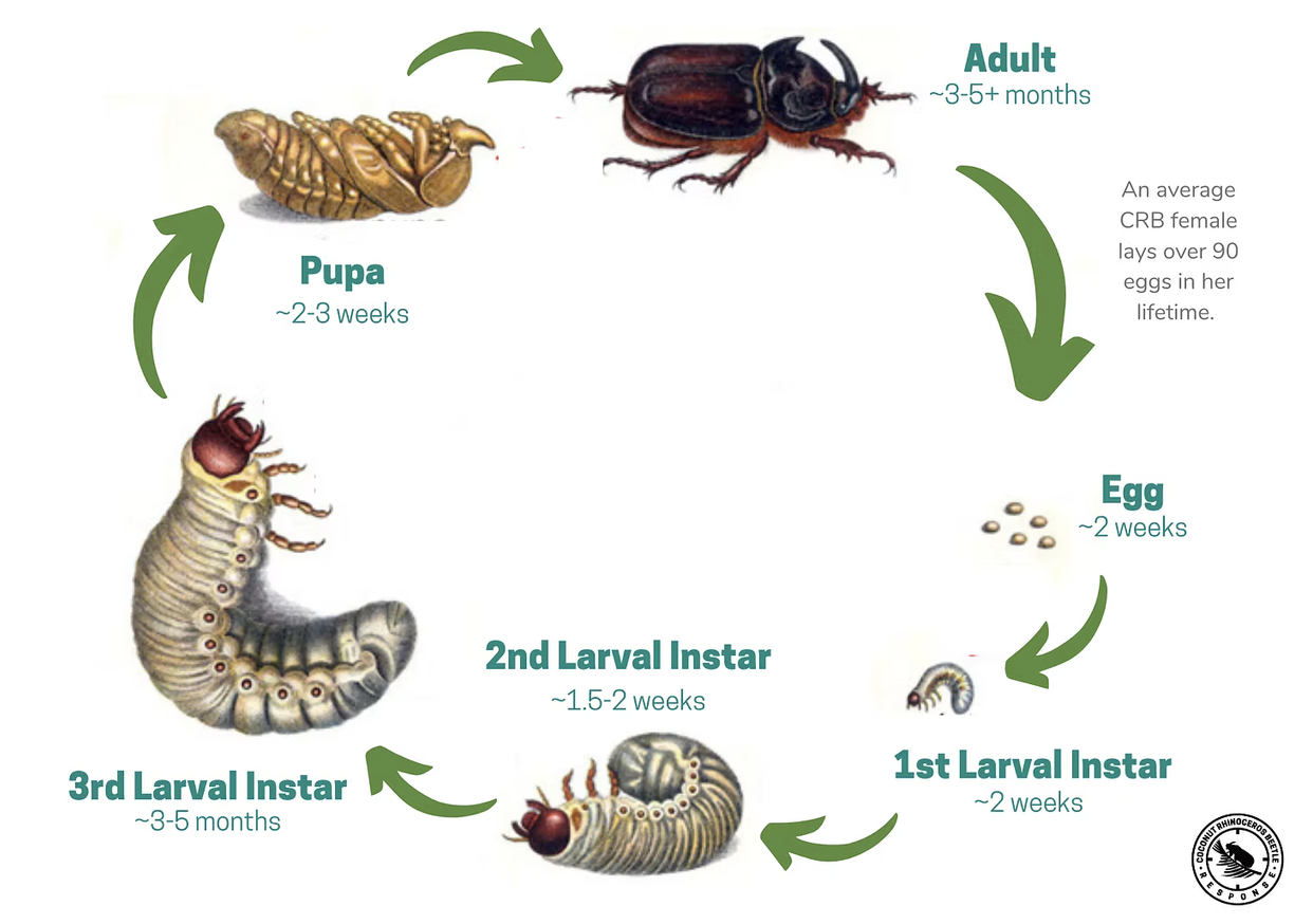 CRB lifecycle diagram