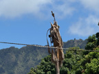 Dead Tree Waimanalo