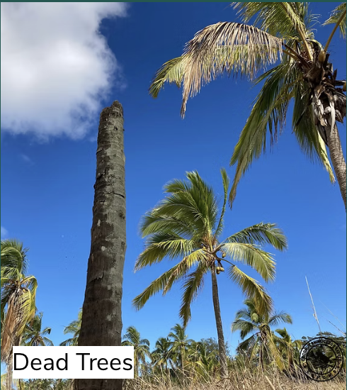 Dead trees